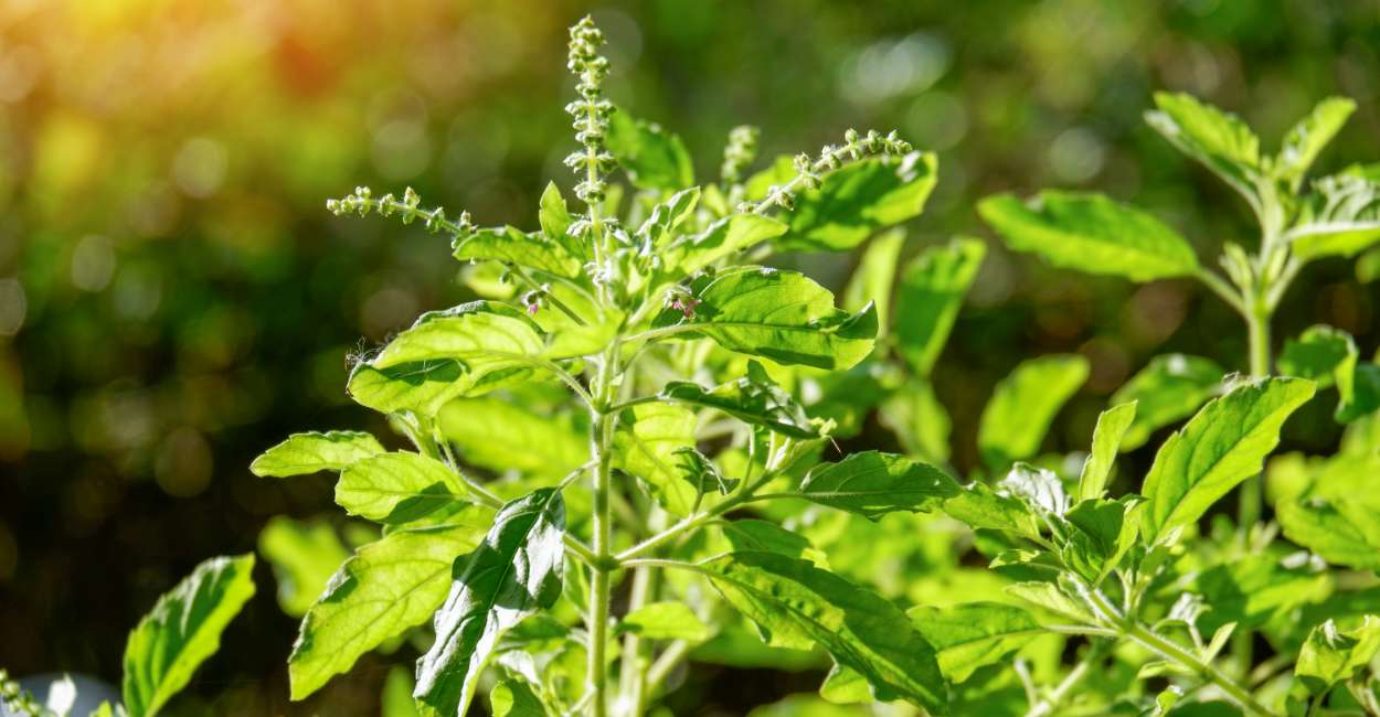 A Complete Guide to Basil Taste, Cooking, Storage, and More
