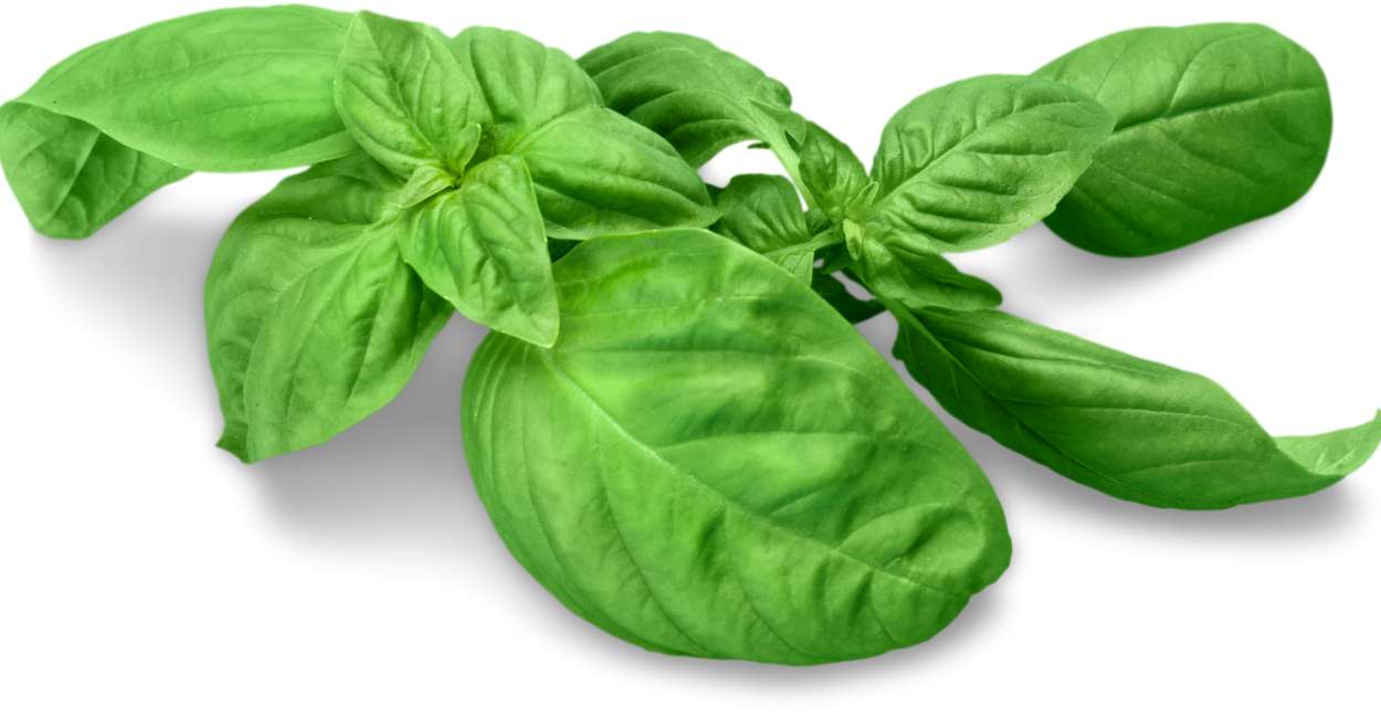 American Basil: The Versatile Herb of the New World