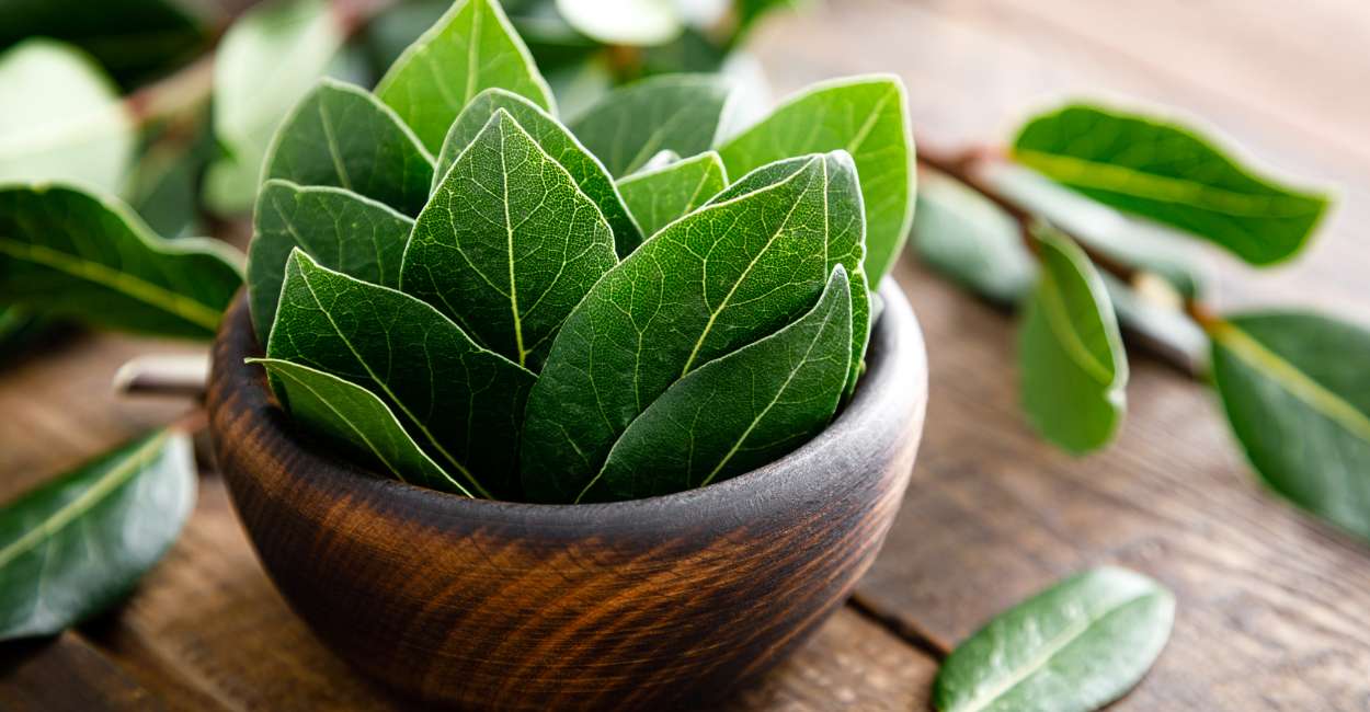 Bay Leaves The Unsung Heroes of Flavor