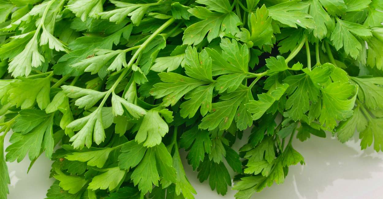Coriander Unveiling the Aromatic Allure of an Ancient Herb