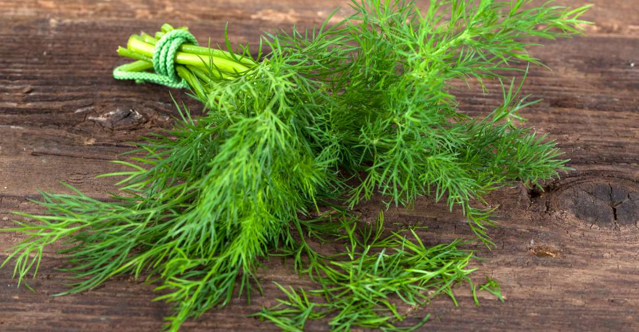 Delicate Aromas, Robust Flavors Unveiling the Culinary Charm of French Dill