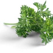 Discovering Jamaican Wild Parsley A Culinary and Herbal Treasure