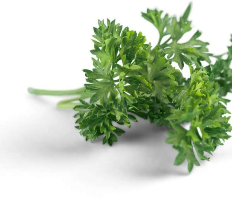 Discovering Jamaican Wild Parsley A Culinary and Herbal Treasure