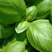 Discovering the Aromatic Wonders of Asian Basil Herb