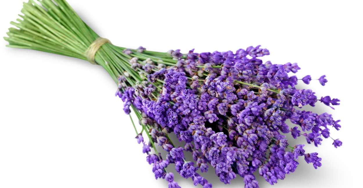 Enchanting Aromas and Flavors The Versatile World of French Lavender