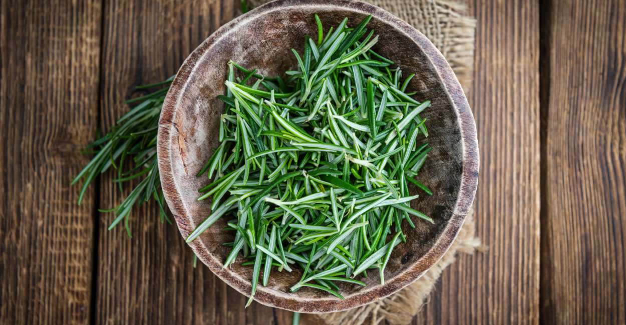 Exploring the Aromatic World of Rosemary Herb