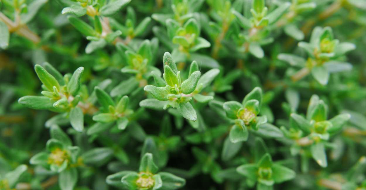 Exploring the Essence of French Thyme A Culinary Staple