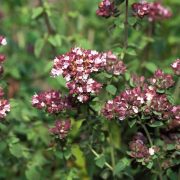 Exploring the Richness of Spanish Marjoram A Culinary Treasure