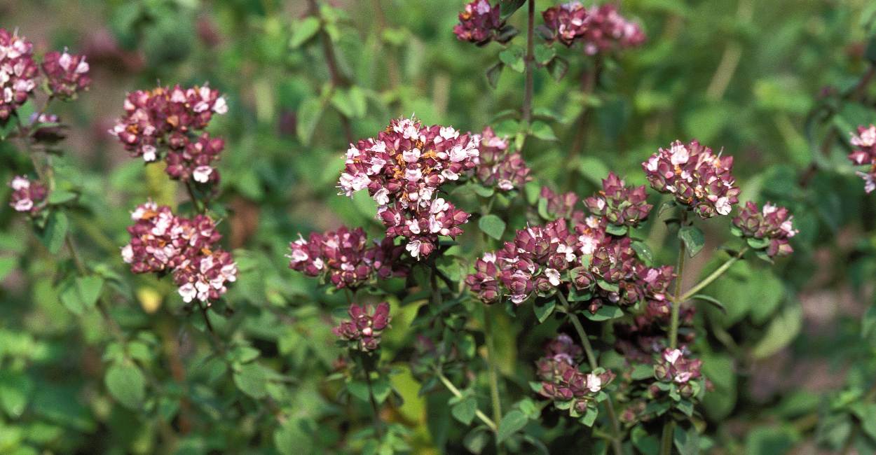 Exploring the Richness of Spanish Marjoram A Culinary Treasure