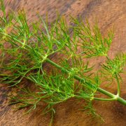 Exploring the World of Dill A Comprehensive Guide