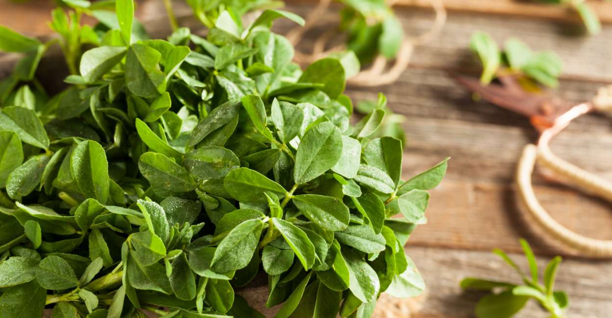Fenugreek Leaves Unlocking the Flavors of an Aromatic Herb
