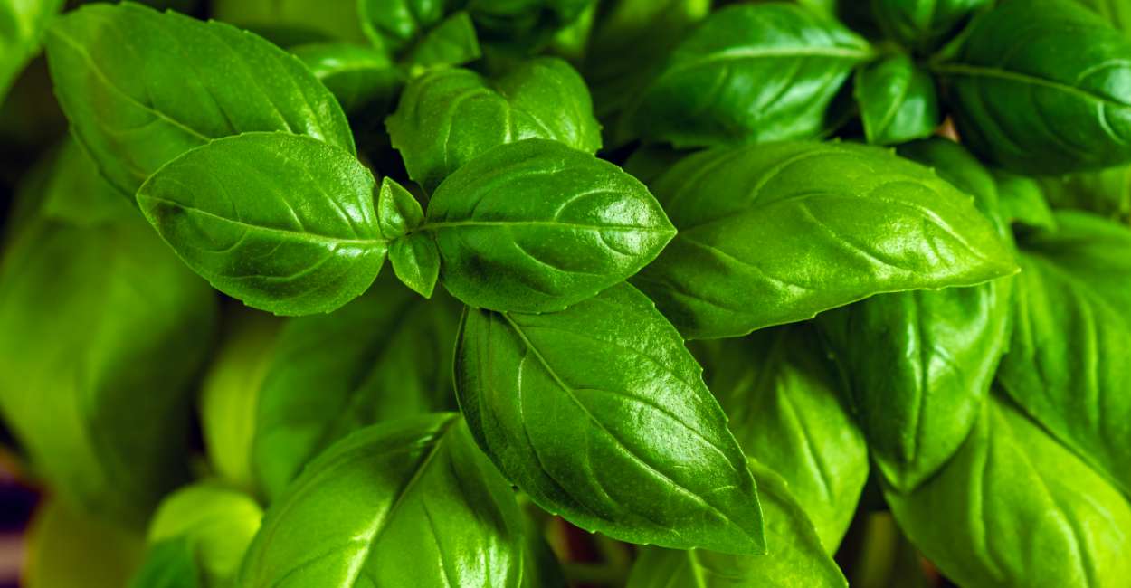 French Basil A Flavorful Herb That Elevates Your Culinary Creations