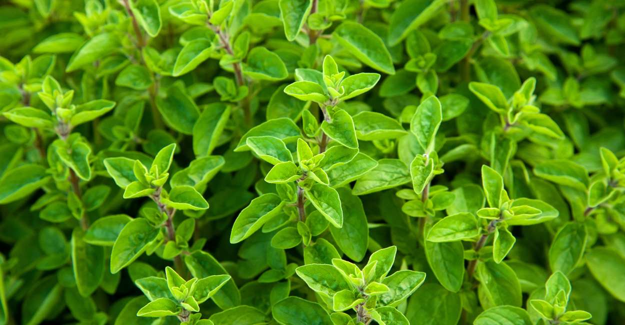 French Marjoram A Fragrant Herb of Culinary Excellence