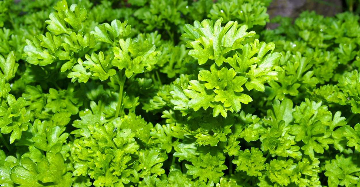 French Parsley A Versatile Herb to Elevate Your Culinary Creations