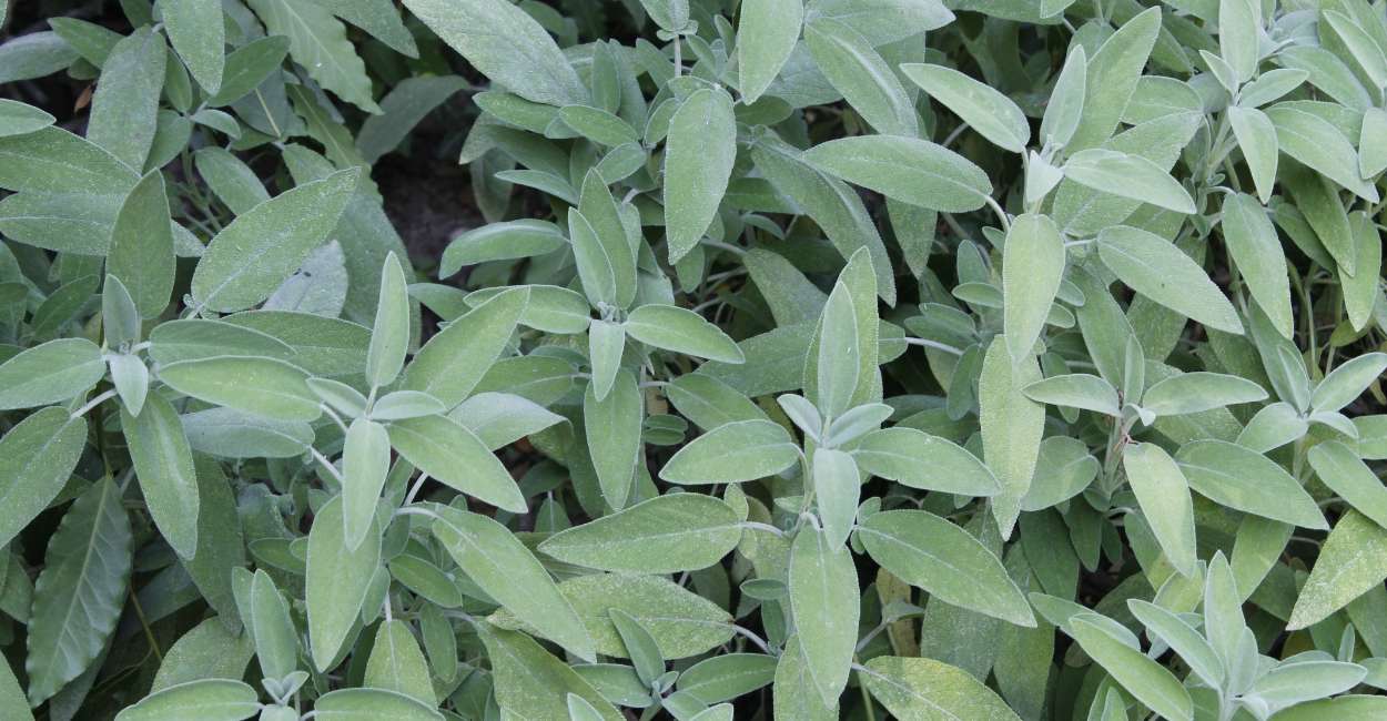 French Sage A Savory Herb for Culinary Excellence