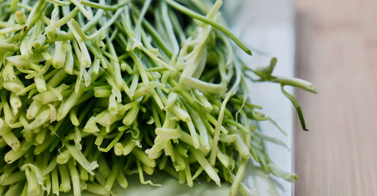 Unveiling the Versatile World of Garlic Chives: A Culinary Delight