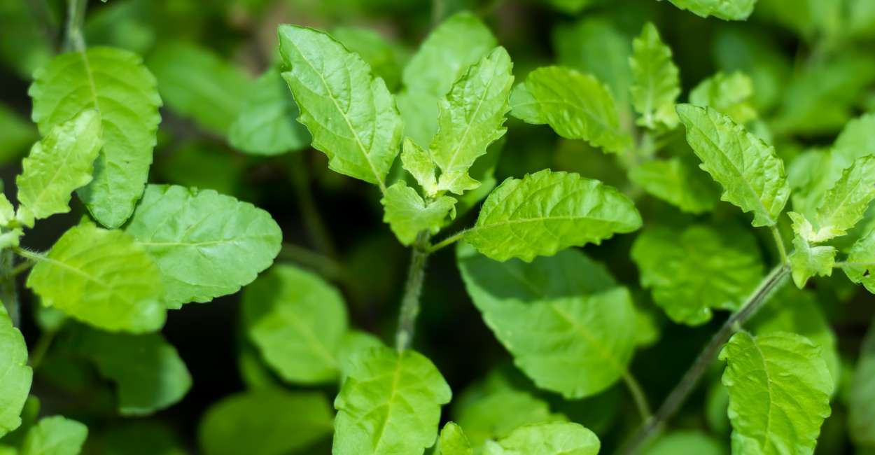 Holy Basil The Sacred Herb with Culinary and Medicinal Magic