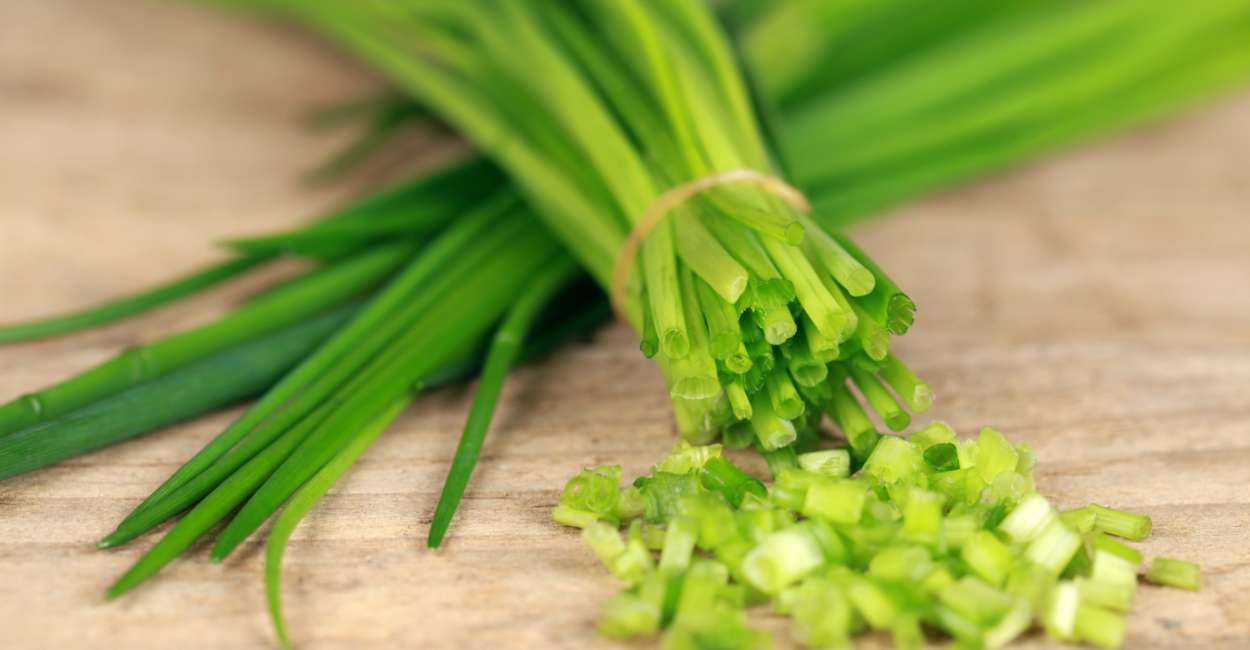 Italian Chives A Flavorful Herb for Culinary Inspiration