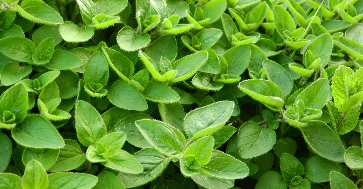 Italian Marjoram The Fragrant Herb That Elevates Your Cooking