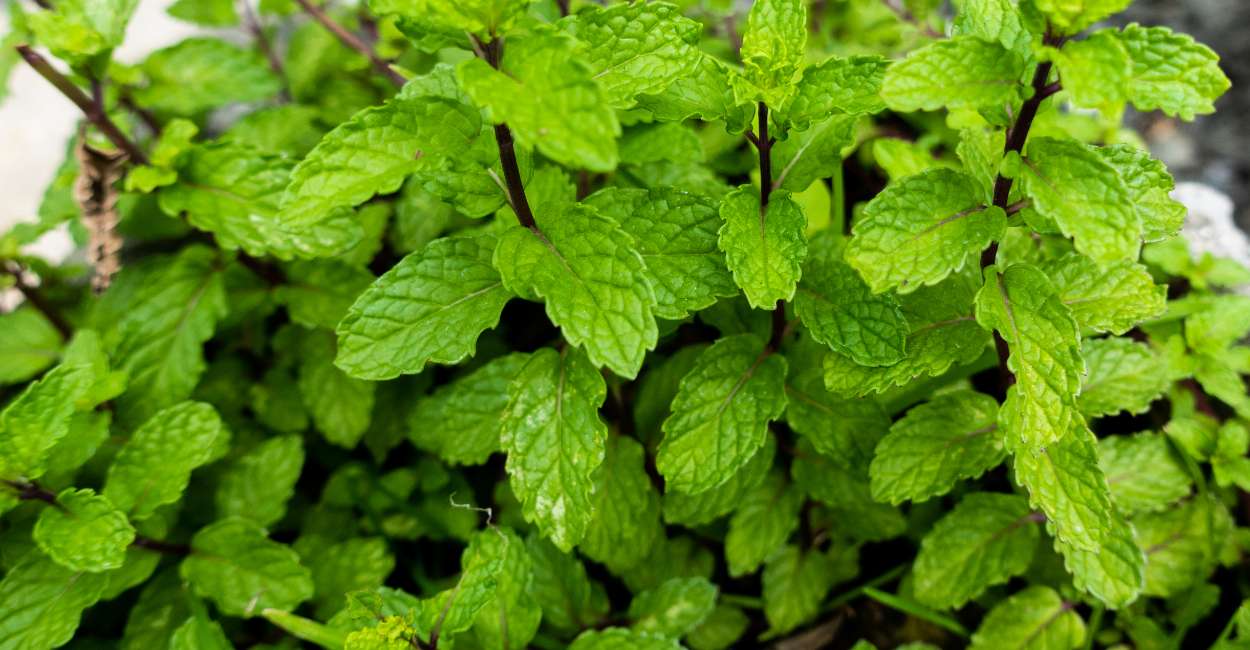 Italian Mint A Refreshing Herb for Culinary Delights