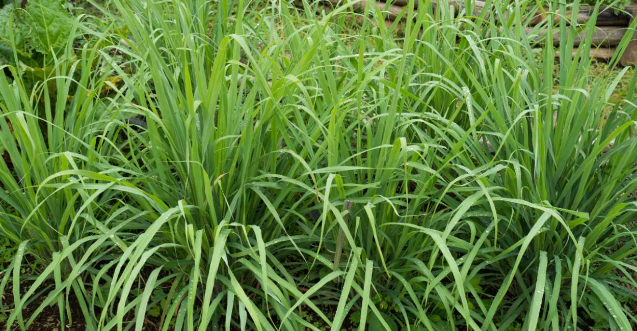 Lemongrass The Herb That Adds Zest to Your Culinary Adventures