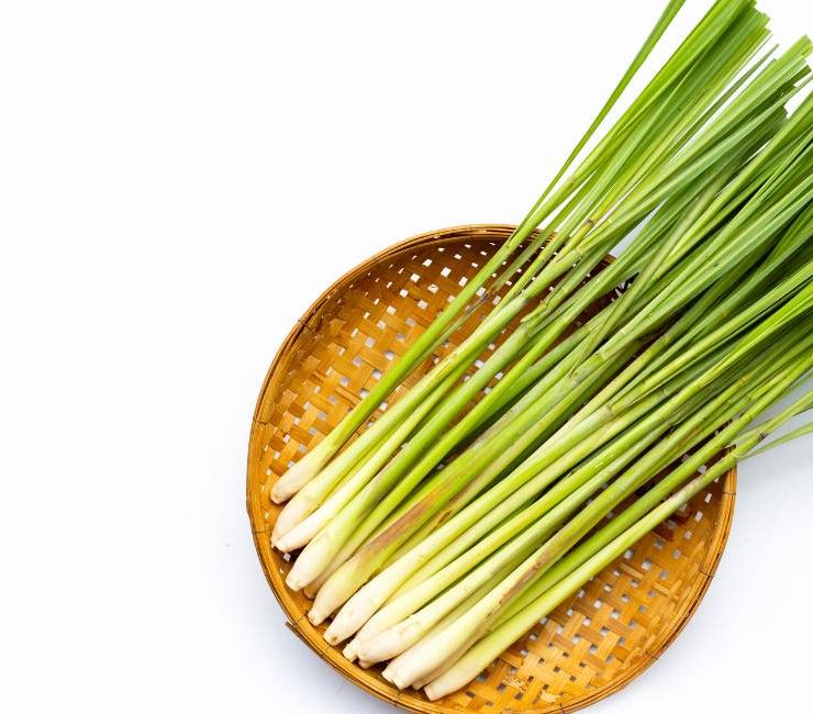 Lemongrass Unveiled A Culinary Compendium