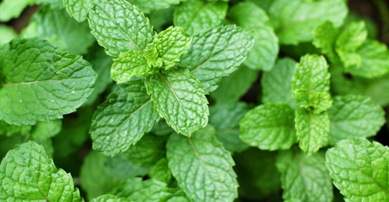 Mint Magic Unveiled A Comprehensive Guide to This Versatile Herb