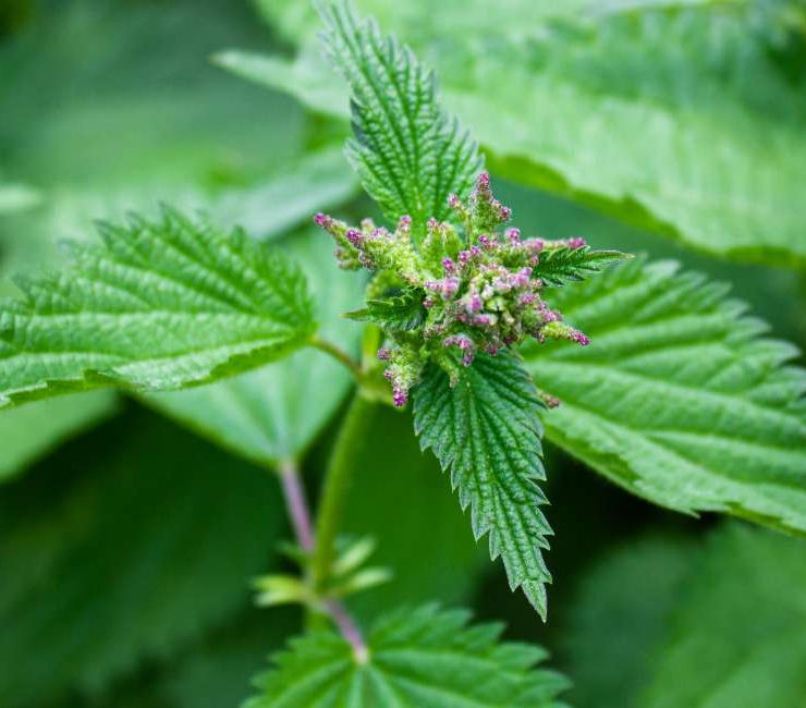 Nettle A Nutrient-Rich Herb with a Stinging Reputation