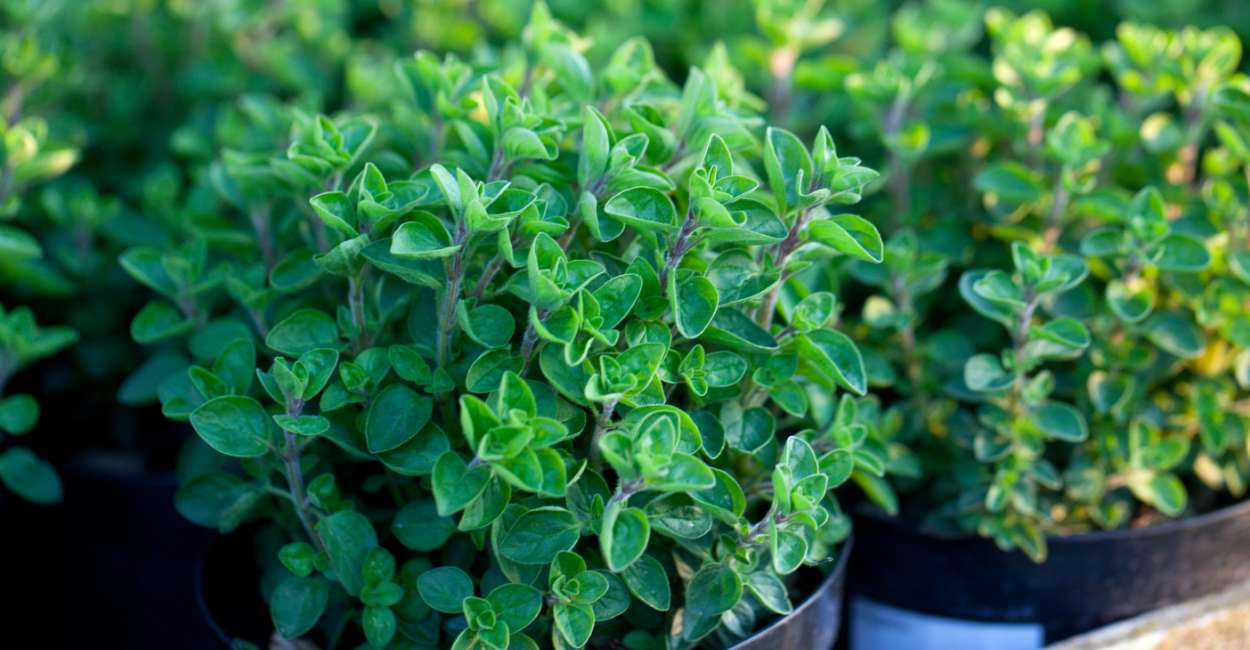 Oregano The Flavorful and Versatile Herb