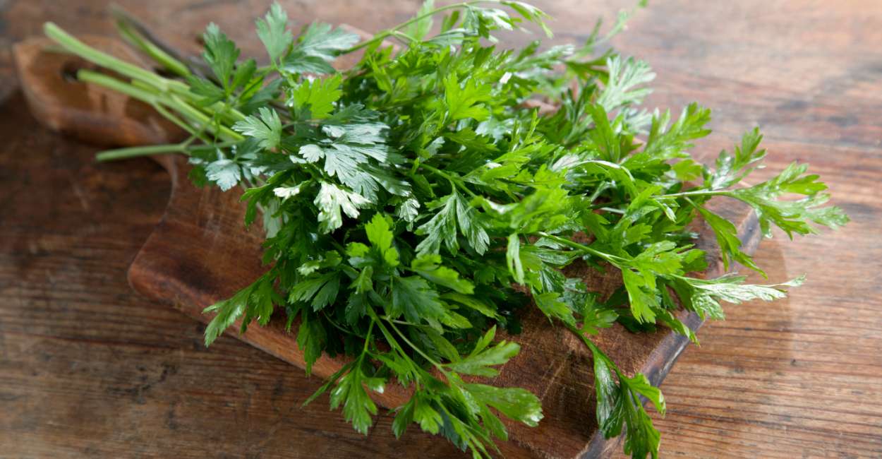 Parsley Herb A Culinary and Nutritional Powerhouse