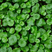 Pennywort Herb Discovering the Freshness and Nutrients in Every Leaf