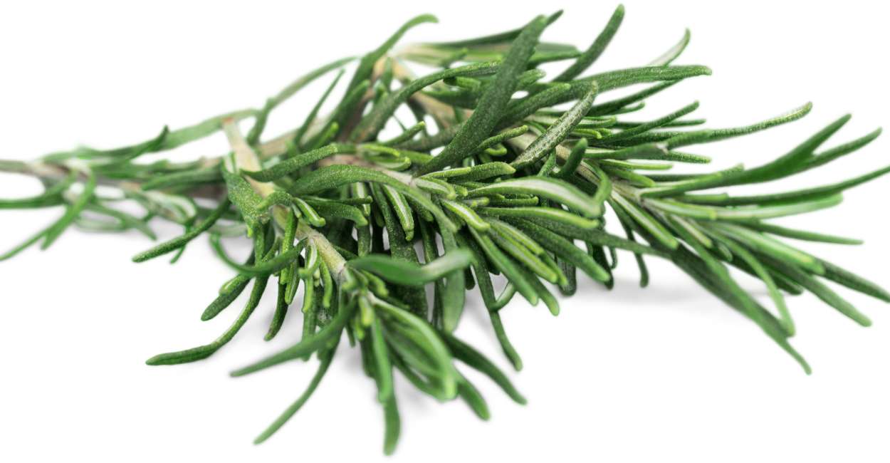 The Untamed Aroma of Wild Rosemary: A Culinary Adventure
