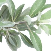 White Sage: Aromatic Wisdom from Nature’s Bounty
