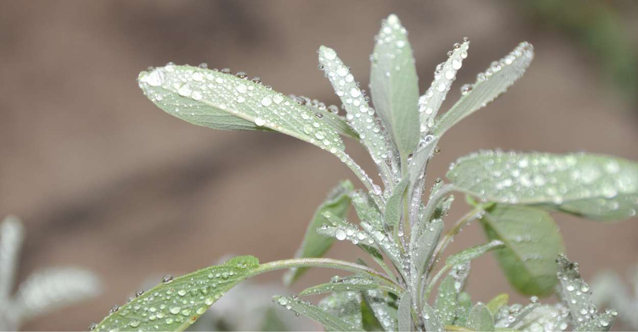 Sage Herb A Culinary and Medicinal Staple