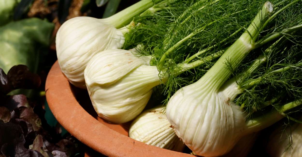 Savoring the Subtle Elegance The Culinary and Healthful World of French Fennel
