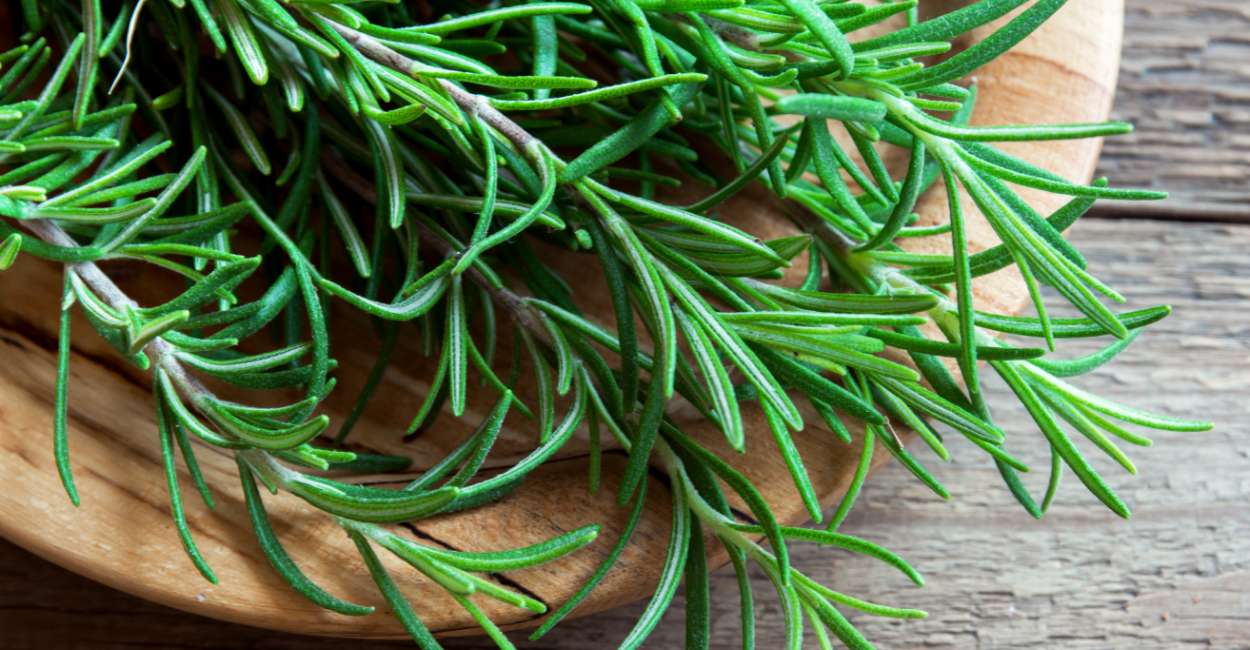 The Allure of French Rosemary A Fragrant Culinary Delight