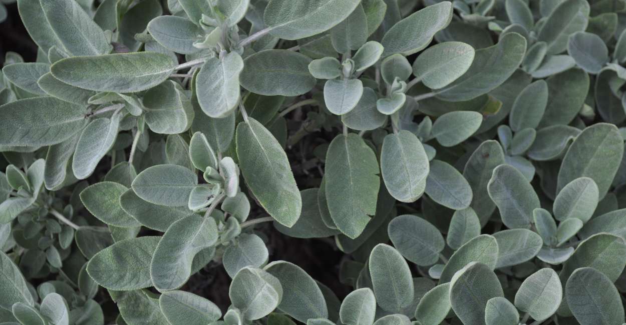The Aromatic Allure of Italian Sage A Culinary Delight