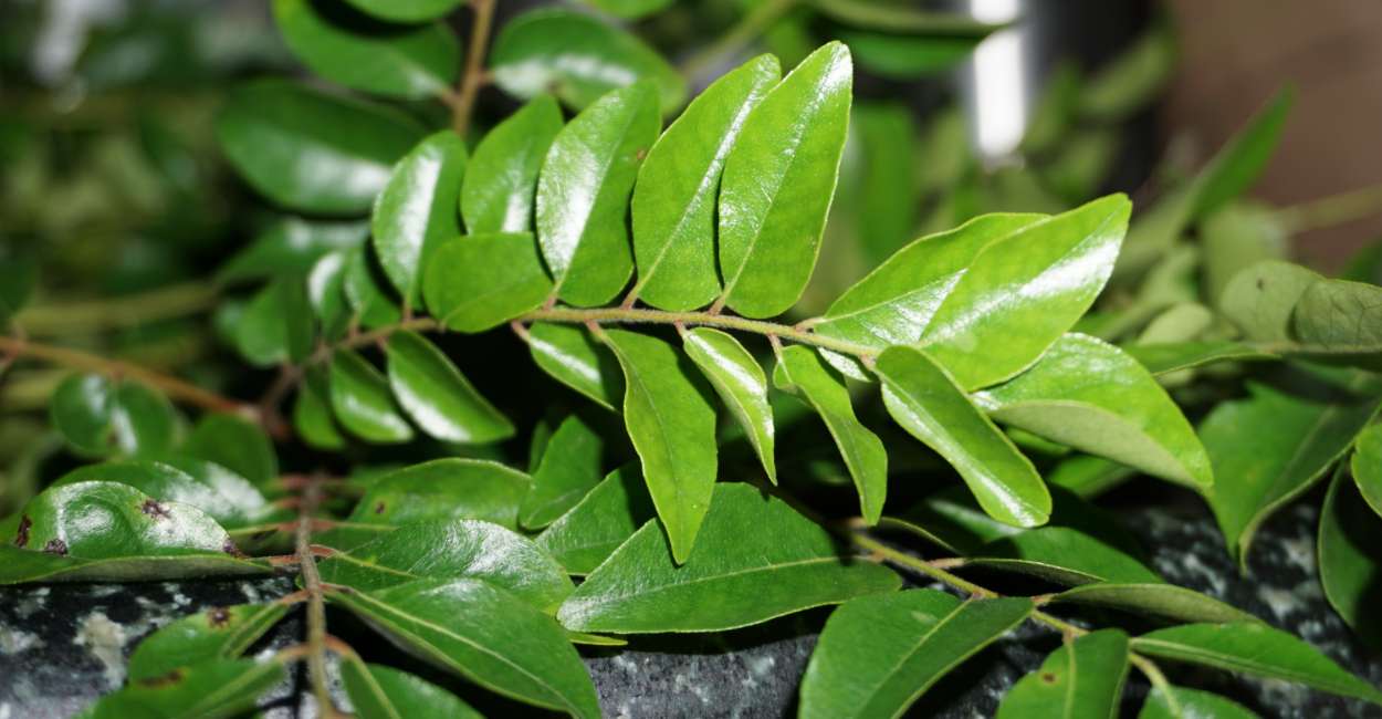 The Aromatic Wonder of Curry Leaves A Comprehensive Guide