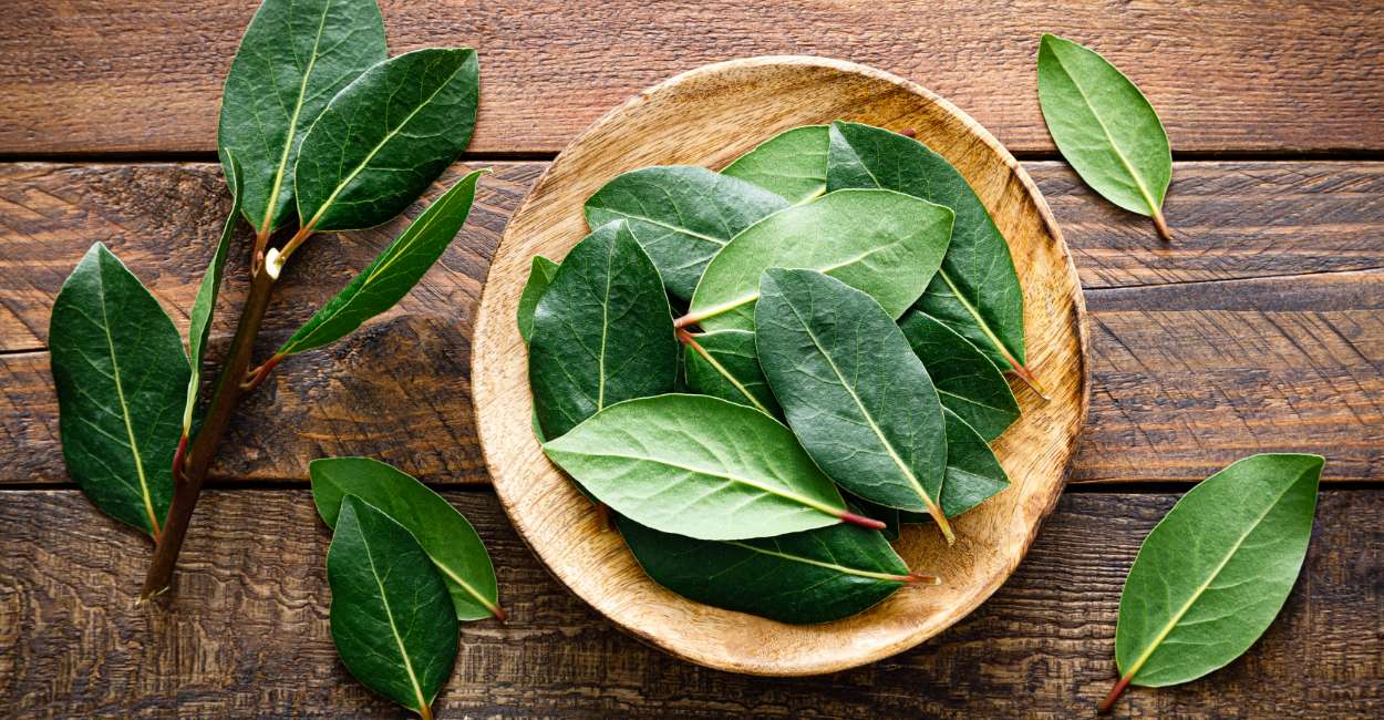 The Enchanting World of Italian Bay Leaves A Culinary Delight