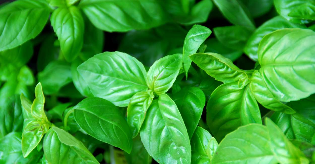 The Timeless Elegance of Italian Basil A Culinary Delight
