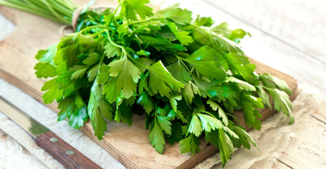 The Versatile Italian Parsley Herb A Flavorful Culinary Companion