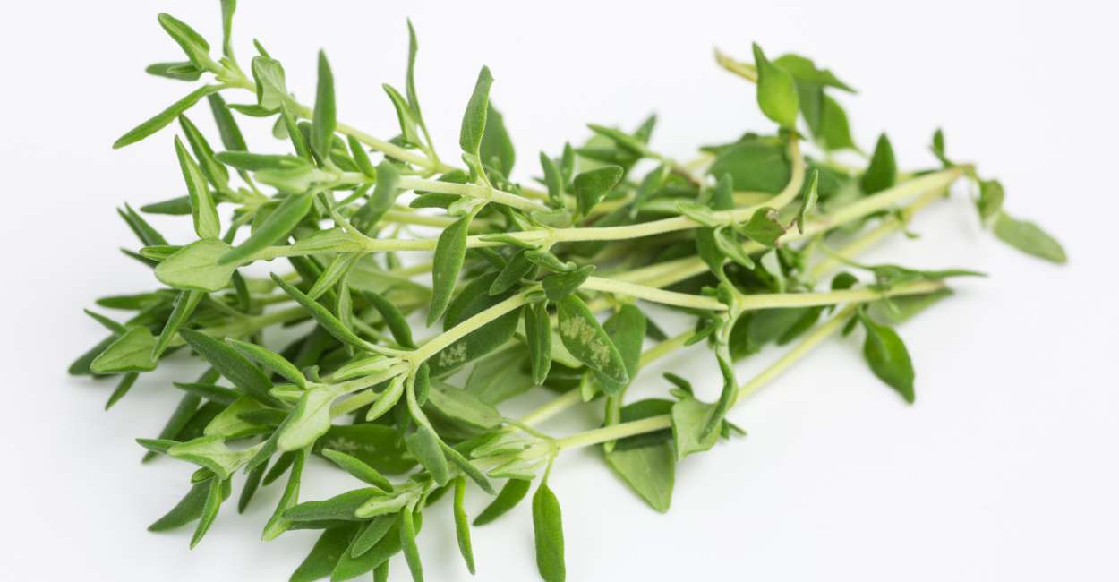 Thyme Herb Unveiled A Comprehensive Guide to Nature's Flavor Booster