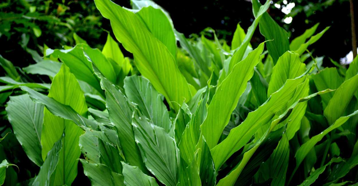 Turmeric Leaves A Flavorful Herb Beyond the Root