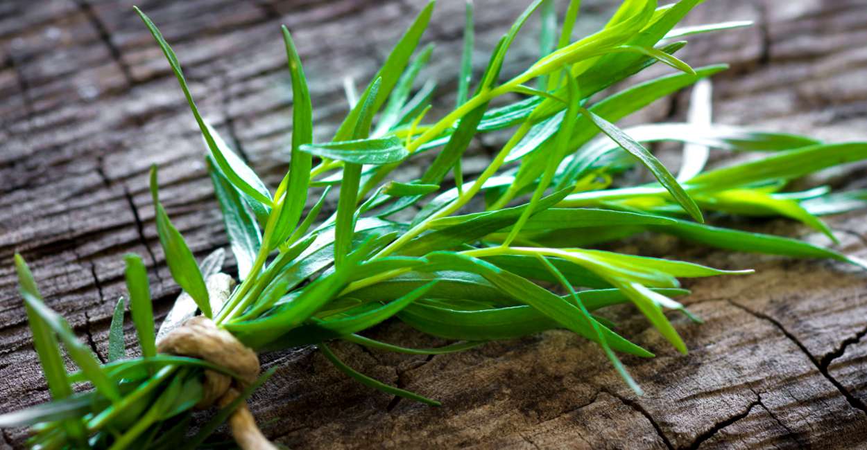 Unveiling the Charm of French Tarragon A Culinary Jewel
