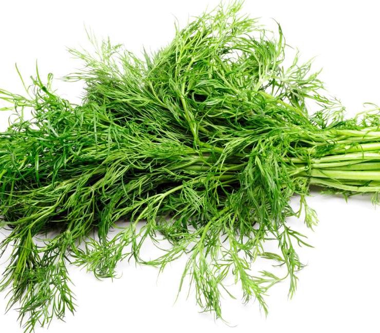 Unveiling the Delicate Allure of Greek Dill A Culinary Odyssey