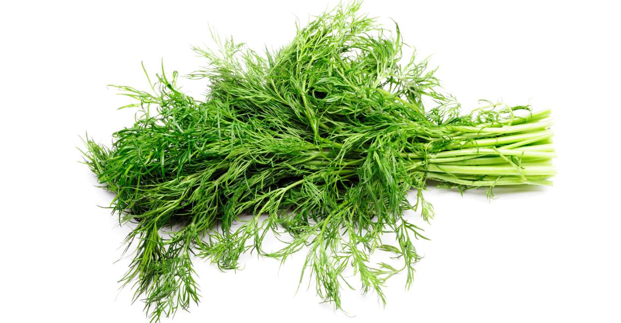 Unveiling the Delicate Allure of Greek Dill A Culinary Odyssey