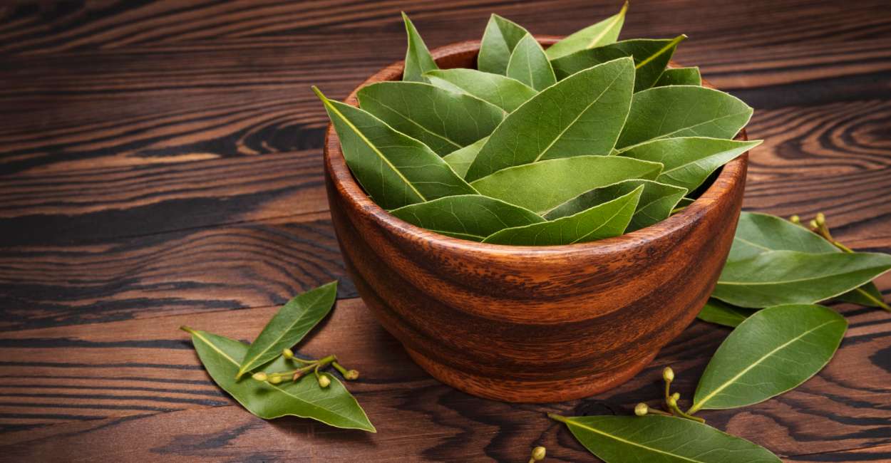 Unveiling the Essence of Bay Leaves A Comprehensive Guide