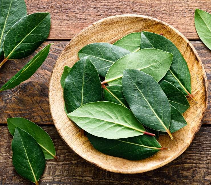 Unveiling the Timeless Elegance of Bay Leaves