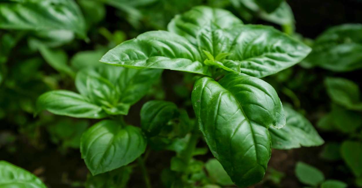 Vietnamese Basil A Flavorful Herb with Southeast Asian Charm