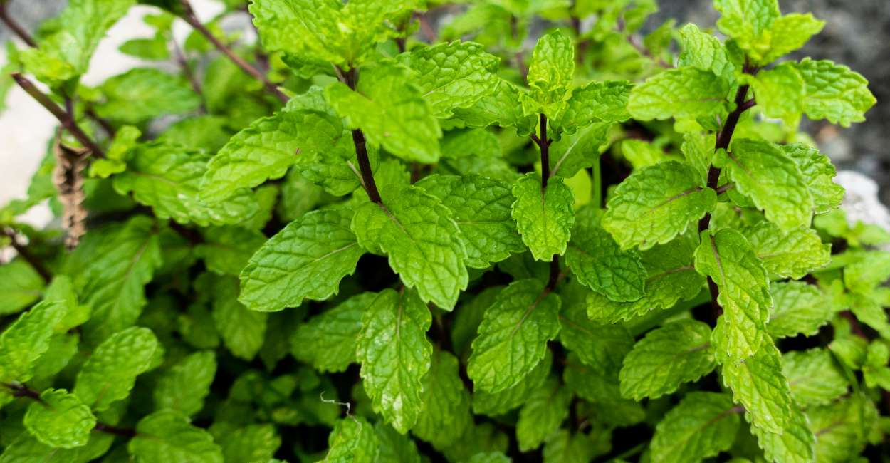 Vietnamese Mint A Refreshing Herb That Elevates Your Dishes